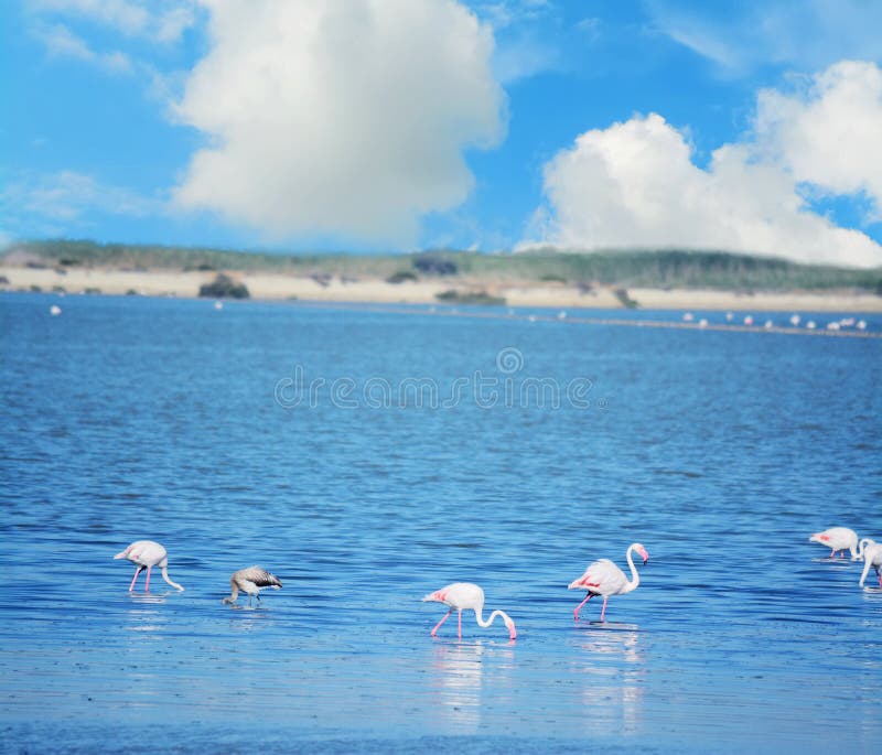 Fenicotteri Rosa Sardegna Foto Foto Stock Gratis E Royalty Free Da Dreamstime