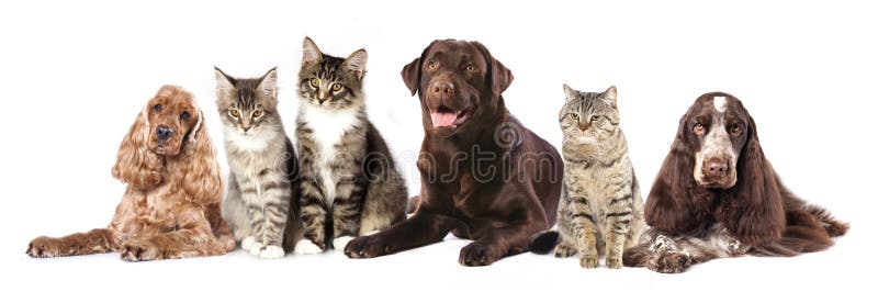 Gruppo di gatti e di cani