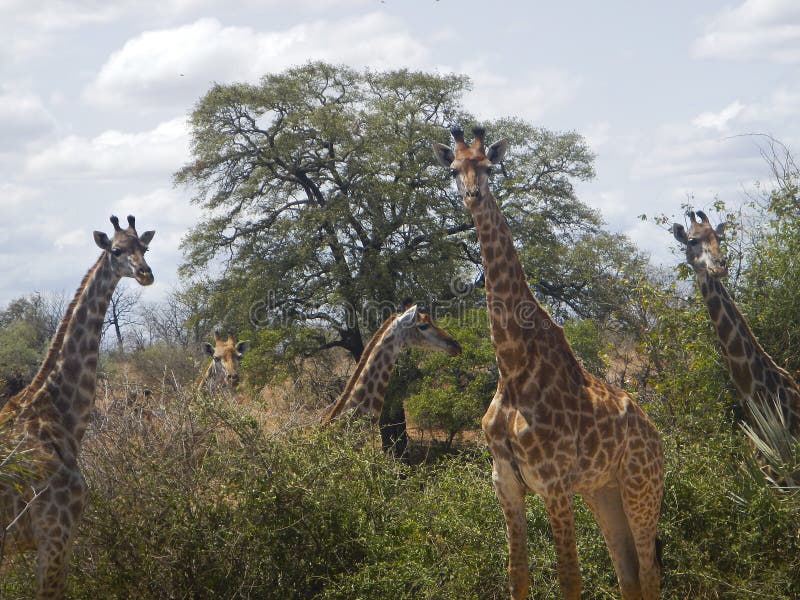 Gruppo di giraffe in mezzo alla savana, Kruger, Sudafrica fotografia stock Gruppo di giraffe in mezzo alla savana, Kruger, Sudafrica fotografia stock