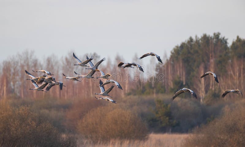 Group of CranesGrus grus in fly against fuzzy forest, Podlaskie Voivodeship. Poland, Europe. Group of CranesGrus grus in fly against fuzzy forest, Podlaskie Voivodeship. Poland, Europe