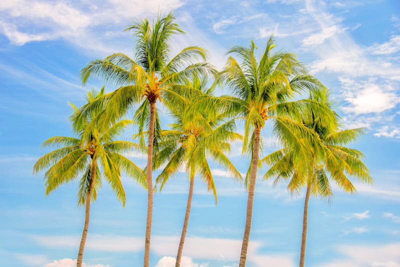 Gruppo di palme, fondo del cielo blu, concetto tropicale di viaggio fotografia stock Gruppo di palme, fondo del cielo blu, concetto tropicale di viaggio fotografia stock