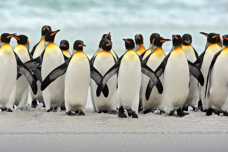 Gruppo di pinguini di re che ritornano insieme dal mare per tirare con l'onda un cielo blu in secco, punto volontario, Falkland I fotografie stock