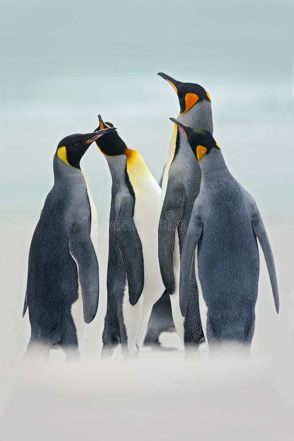 Gruppo di pinguini di re nel mare, punto volontario, Falkland Islands Gruppo di pinguini di re nella neve Gruppo di pinguini di r fotografie stock Gruppo di pinguini di re nel mare, punto volontario, Falkland Islands Gruppo di pinguini di re nella neve Gruppo di pinguini di r fotografie stock