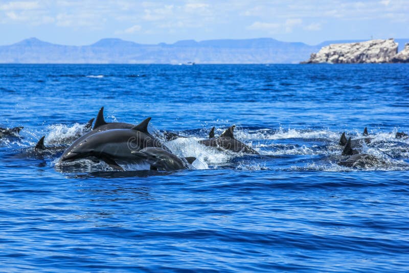 Gruppo di salto dei delfini immagini stock libere da diritti Gruppo di salto dei delfini immagini stock libere da diritti
