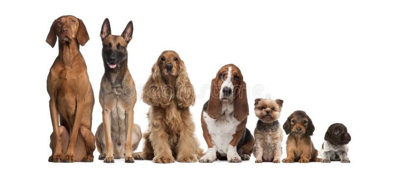 Gruppo di seduta marrone dei cani
