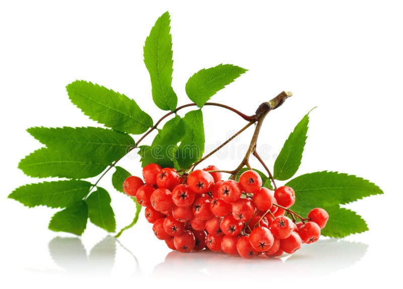 Gruppo di terminali di Ashberry con la bacca rossa ed il foglio verde fotografie stock Gruppo di terminali di Ashberry con la bacca rossa ed il foglio verde fotografie stock