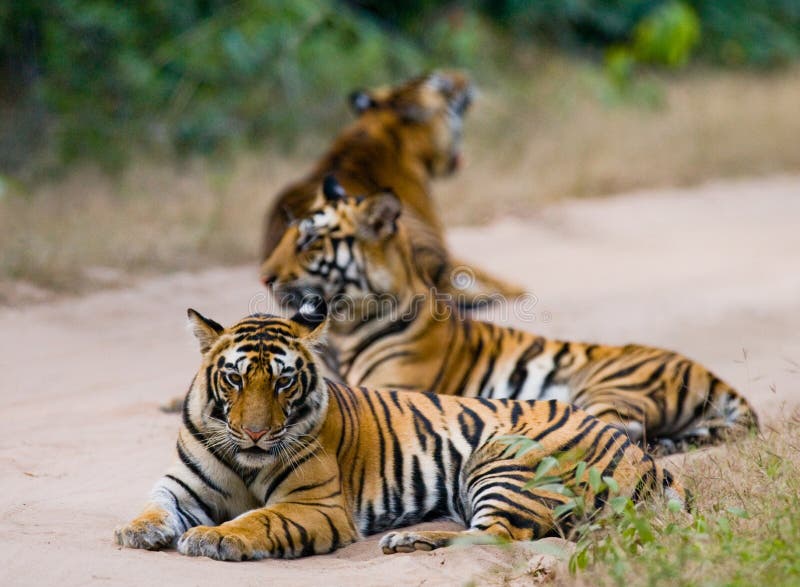 Gruppo di tigri selvagge sulla strada L'India SOSTA NAZIONALE DI BANDHAVGARH Madhya Pradesh fotografie stock libere da diritti Gruppo di tigri selvagge sulla strada L'India SOSTA NAZIONALE DI BANDHAVGARH Madhya Pradesh fotografie stock libere da diritti