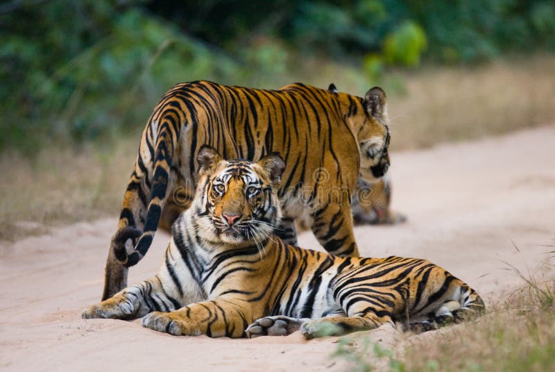 Gruppo di tigri selvagge sulla strada L'India SOSTA NAZIONALE DI BANDHAVGARH Madhya Pradesh fotografie stock libere da diritti Gruppo di tigri selvagge sulla strada L'India SOSTA NAZIONALE DI BANDHAVGARH Madhya Pradesh fotografie stock libere da diritti