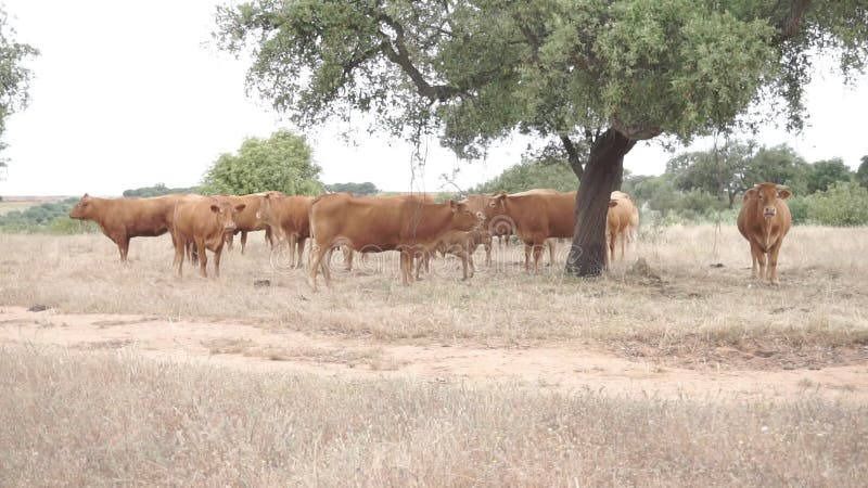 Gruppo di vacche pascolano sul campo