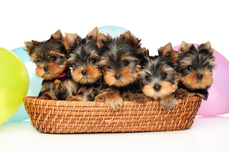 Gruppo di yorkshire terrier puppies in un cestino di vimini fotografia stock