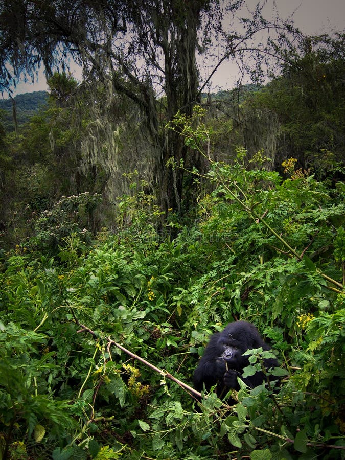 The Susa Group, one of the family originally studied by Dian Fossey. They are eating and don't pay very much attention to the new visitors. The Susa family is the second largest in the world. The mountain gorilla is primarily vegetarian, with bamboo shots being their favorite diet, though they are known to eat 58 different plant species in the Virungas. The Susa Group, one of the family originally studied by Dian Fossey. They are eating and don't pay very much attention to the new visitors. The Susa family is the second largest in the world. The mountain gorilla is primarily vegetarian, with bamboo shots being their favorite diet, though they are known to eat 58 different plant species in the Virungas.