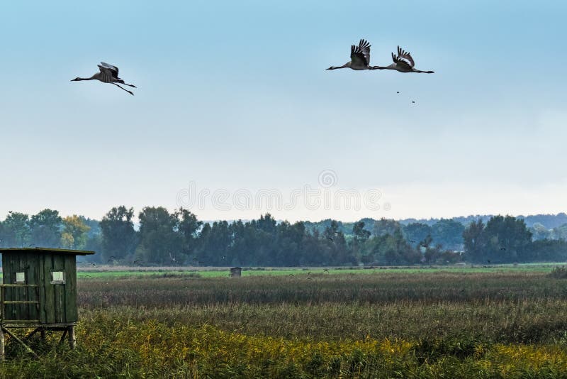 Grus Grus летящих журавлей на западном районе лагуны Померании стоковая фотография
