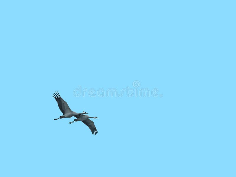 2 летящего журавля, Grus, grus, изолированный на голубом небе стоковая фотография