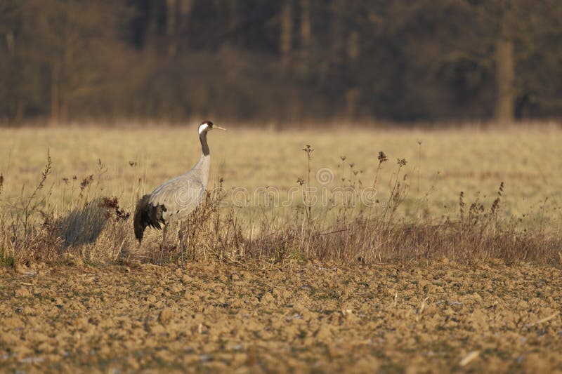 Common crane (grus grus), photographed in january in western Poland near Oder river. Common crane (grus grus), photographed in january in western Poland near Oder river