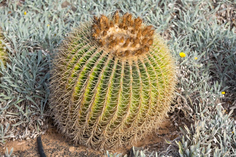 Grusonii Echinocactus, στοκ εικόνες Grusonii Echinocactus, στοκ εικόνες