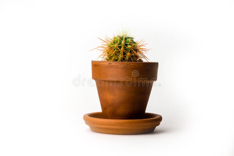 Grusonii Echinocactus также известное как кактус золотого бочонка в баке изолированном на белой предпосылке стоковое изображение Grusonii Echinocactus также известное как кактус золотого бочонка в баке изолированном на белой предпосылке стоковое изображение