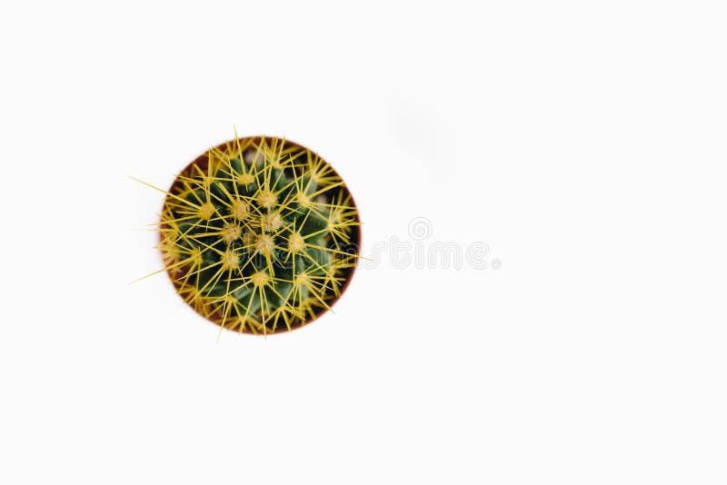 Grusonii Echinocactus που απομονώνεται στην άσπρη τοπ άποψη υποβάθρου στοκ εικόνα Grusonii Echinocactus που απομονώνεται στην άσπρη τοπ άποψη υποβάθρου στοκ εικόνα