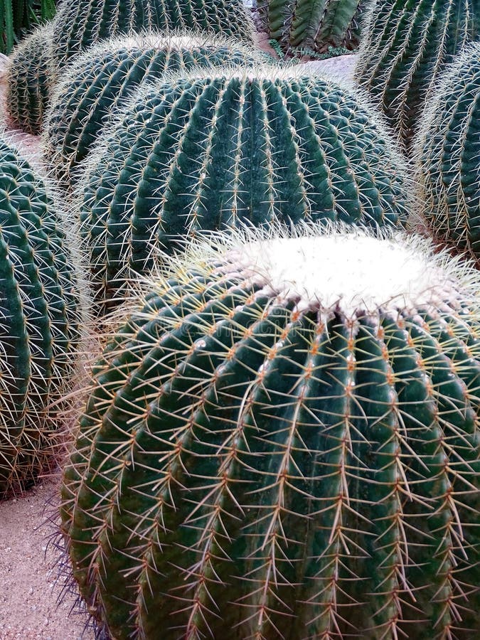 Grusonii grande de Echinocactus de varios cactus imagen de archivo Grusonii grande de Echinocactus de varios cactus imagen de archivo