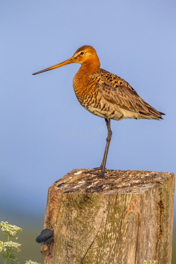 Black-tailed Godwit (Limosa limosa) perched on wooden meadow fence post in natural farmland reserve. Black-tailed Godwit (Limosa limosa) perched on wooden meadow fence post in natural farmland reserve