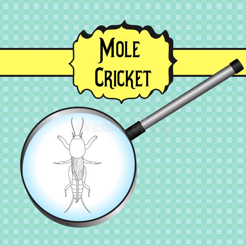 Gryllotalpidae Европейский сверчок моли иллюстрация штока Gryllotalpidae Европейский сверчок моли иллюстрация штока