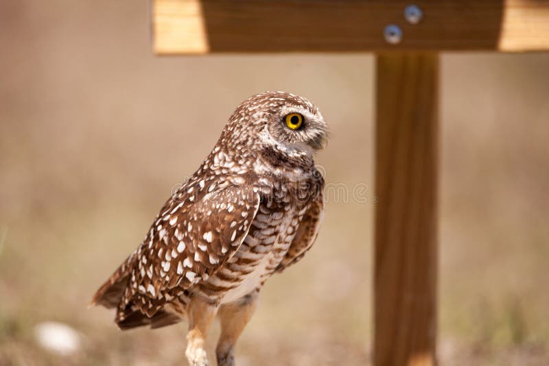 Burrowing owl Athene cunicularia perched outside its burrow on Marco Island, Florida. Burrowing owl Athene cunicularia perched outside its burrow on Marco Island, Florida