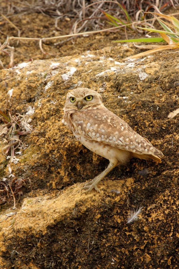 The burrowing owl Athene cunicularia or mochuelo de hoyo a small, long-legged owl found throughout open landscapes of North and South America. The burrowing owl Athene cunicularia or mochuelo de hoyo a small, long-legged owl found throughout open landscapes of North and South America