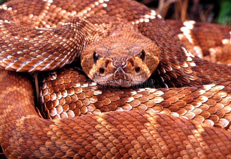 Red Diamond Rattlesnake. Animal portrait. Red Diamond Rattlesnake. Animal portrait.