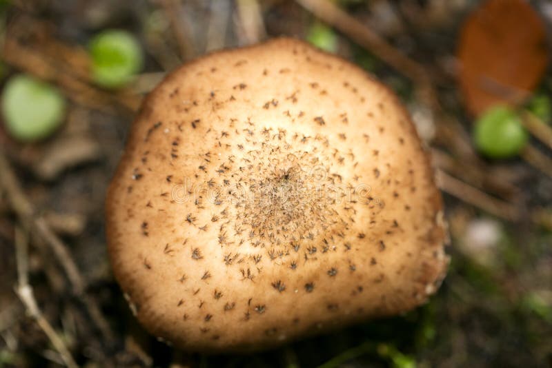 Grzyby dzikie na naturze Październik makro tło pięćdziesiąt megapikseli. Grzyby dzikie na tle makr przyrodniczych, odciski pięćdziesięciu megapikseli