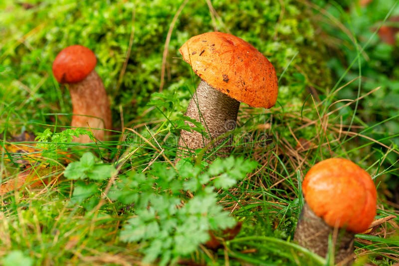Grzyby leccinum aurantiacum lub z gołębia boletowego uprawiane w mchu. dziki grzyb rosnący w lesie. ukraina obraz royalty free
