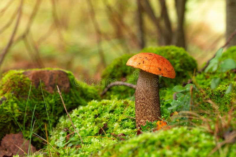 Grzyby leccinum aurantiacum lub z gołębia boletowego uprawiane w mchu. dziki grzyb rosnący w lesie. ukraina obraz stock