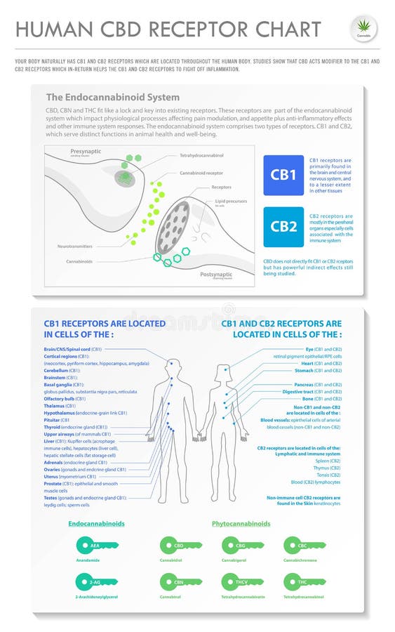 Gráfico de la infografÃa vertical del negocio de los receptores del CBD ilustración del vector Gráfico de la infografÃa vertical del negocio de los receptores del CBD ilustración del vector