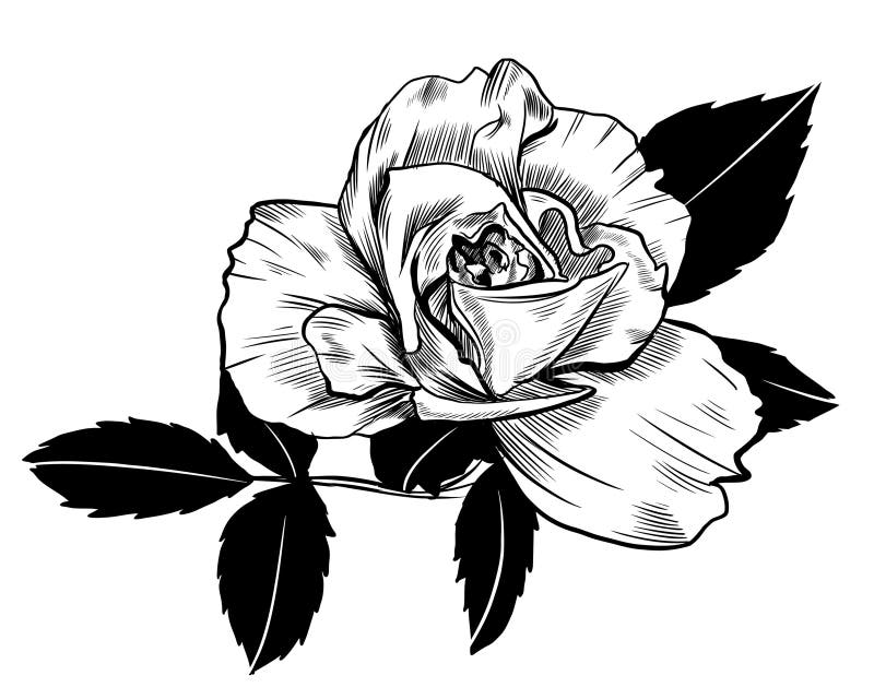 Dibujo de rosa stock de ilustración