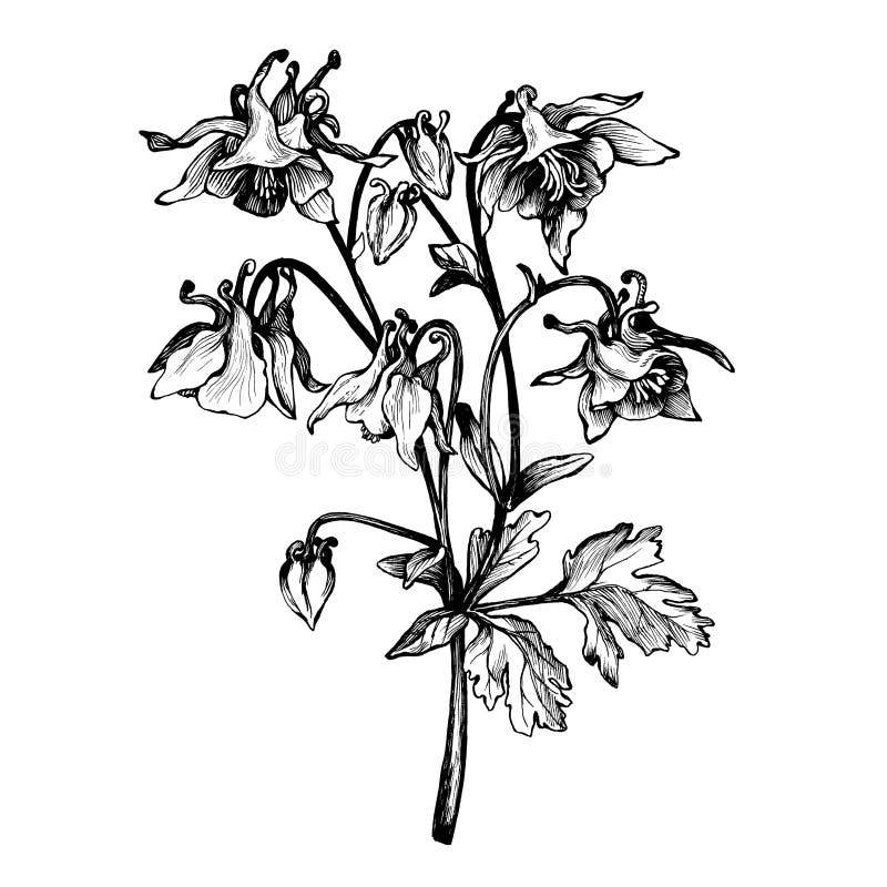 Gráfico el iris de la flor de la rama Garabato de la página del libro de colorear para el adulto y los niños Ejemplo blanco y neg libre illustration Gráfico el iris de la flor de la rama Garabato de la página del libro de colorear para el adulto y los niños Ejemplo blanco y neg libre illustration