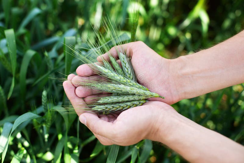 Grâu în mâini. fermier cu grâu în mâini. urechile de grâu în mâinile fermierilor, în strânsă legătură. secară naturală a plantelor royalty free stock image
