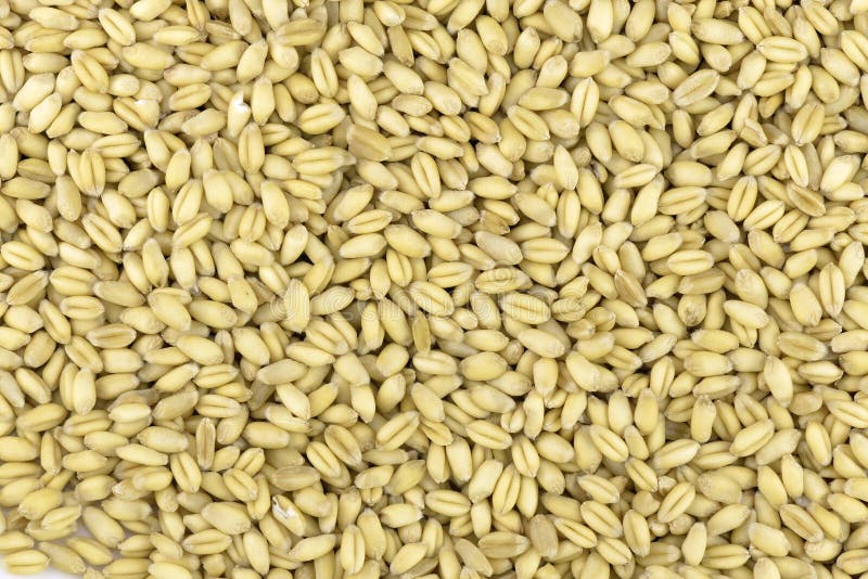 Grão de trigo imagem de stock royalty free