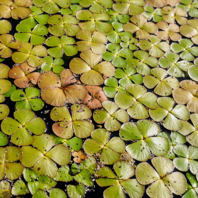 Schließen Sie Oben Von Der Entengrütze Lemnoideae In Einem Teich