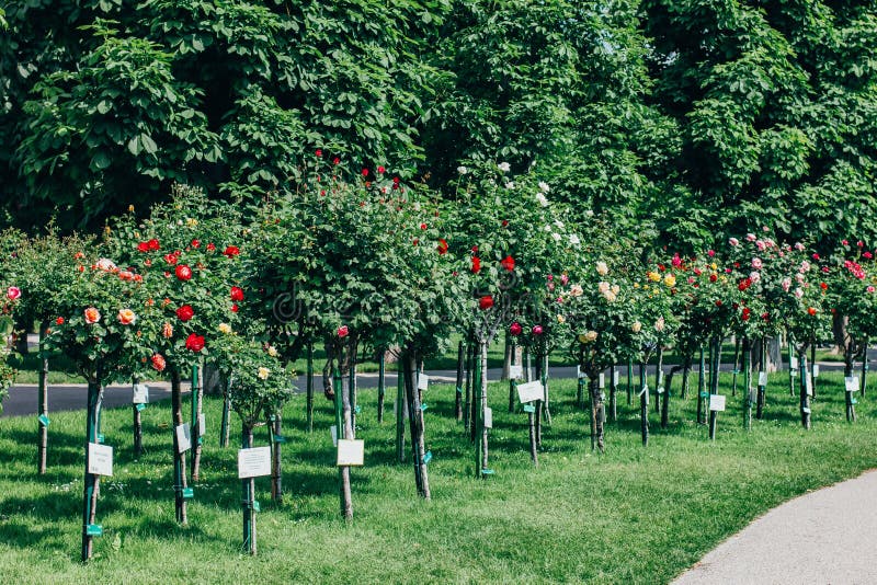 Grändbuskar som blommar rosor royaltyfri fotografi Grändbuskar som blommar rosor royaltyfri fotografi