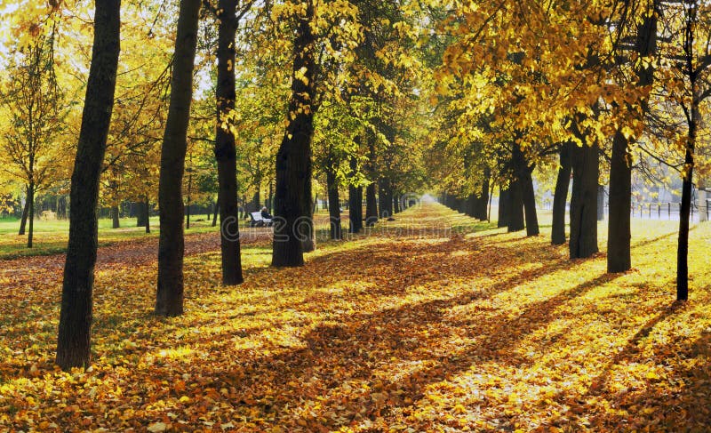 Beautiful autumn alley at daylight. Beautiful autumn alley at daylight.