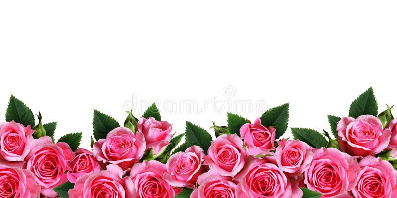 Gräns för rosa färgrosblommor royaltyfri fotografi