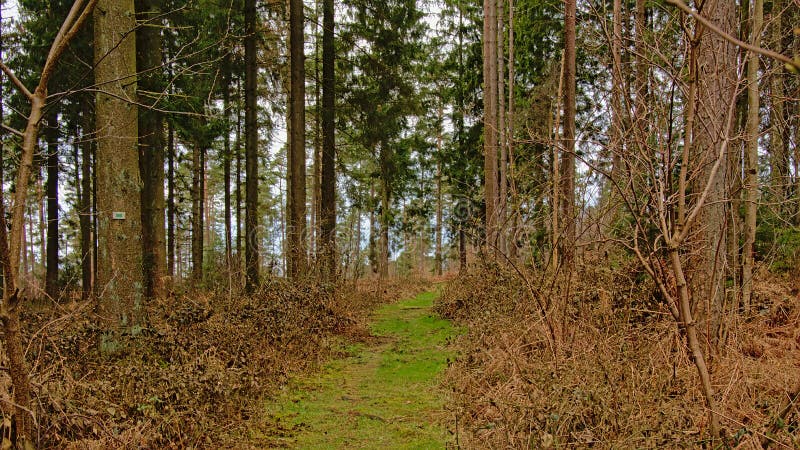 Gräs banan till och med en pinjeskog i den Wallonian bygden arkivbilder Gräs banan till och med en pinjeskog i den Wallonian bygden arkivbilder