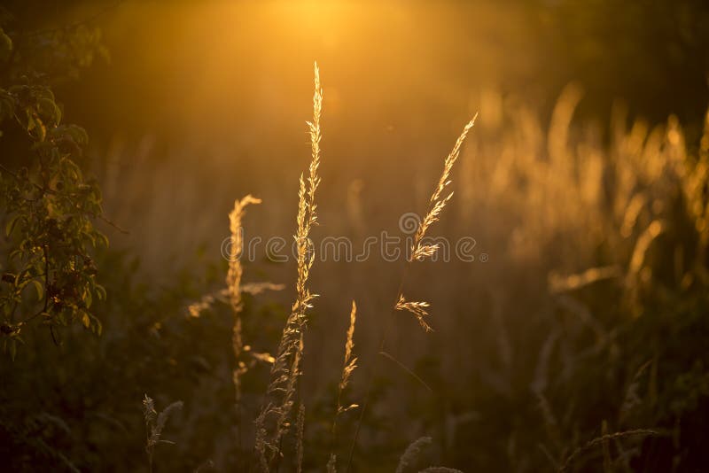 Gräs i guld- solsken arkivbilder Gräs i guld- solsken arkivbilder