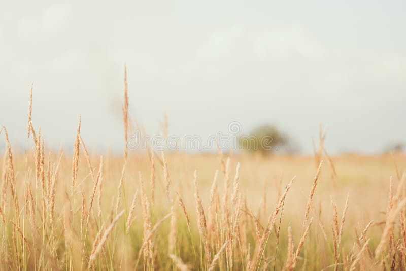 Grass in farm field in sunny day and a single lonely tree in background. Grass in farm field in sunny day and a single lonely tree in background.