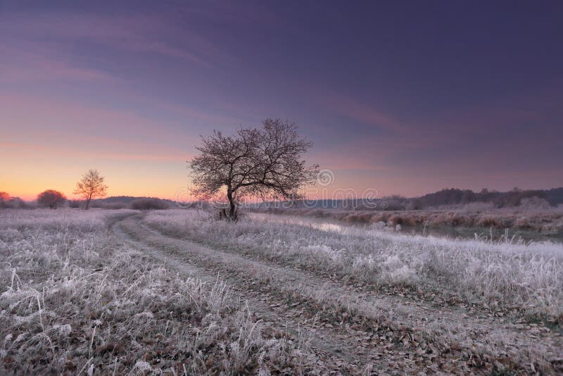 Gräs och fallande sidor med rimfrost i vintermorgon fotografering för bildbyråer
