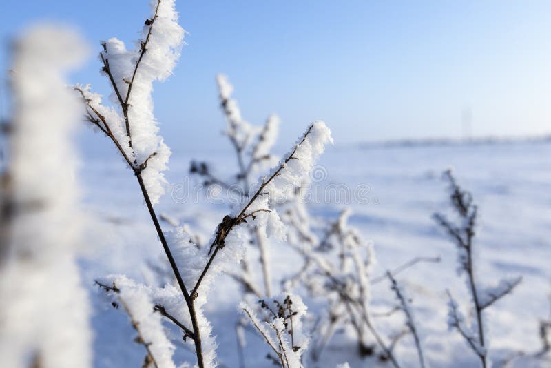Gräs och växter arkivbild Gräs och växter arkivbild