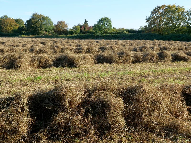 Grass piled on a mown meadow for drying, hay as feed for horses and cows. Grass piled on a mown meadow for drying, hay as feed for horses and cows.