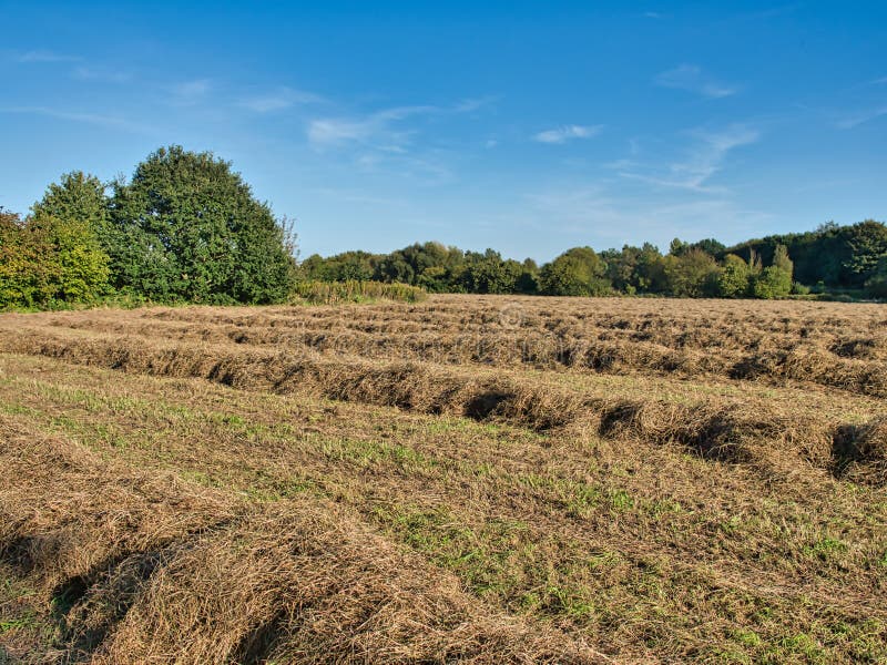 Grass piled on a mown meadow for drying, hay as feed for horses and cows. Grass piled on a mown meadow for drying, hay as feed for horses and cows.