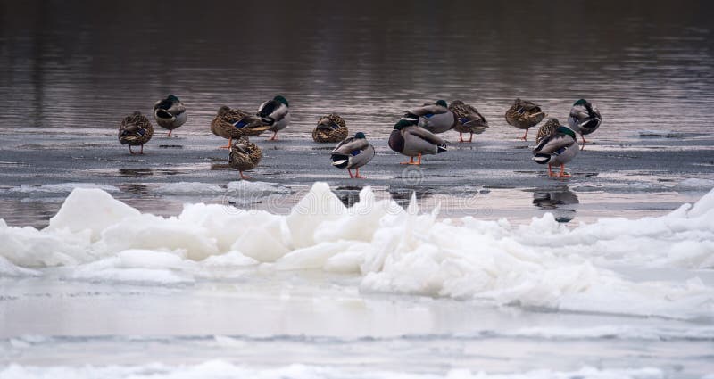 Gräsandet duckar att sova på en djupfryst flod på solnedgången fotografering för bildbyråer