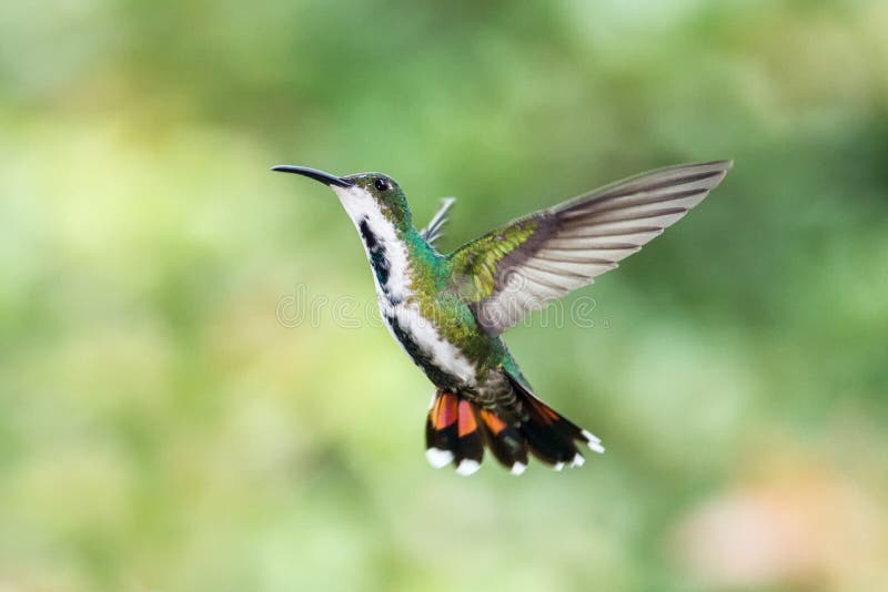 Gräsplan-gången mot mango som svävar bredvid blomman i trädgård, fågel från den tropiska skogen för berg, Costa Rica, naturlig li arkivfoton Gräsplan-gången mot mango som svävar bredvid blomman i trädgård, fågel från den tropiska skogen för berg, Costa Rica, naturlig li arkivfoton