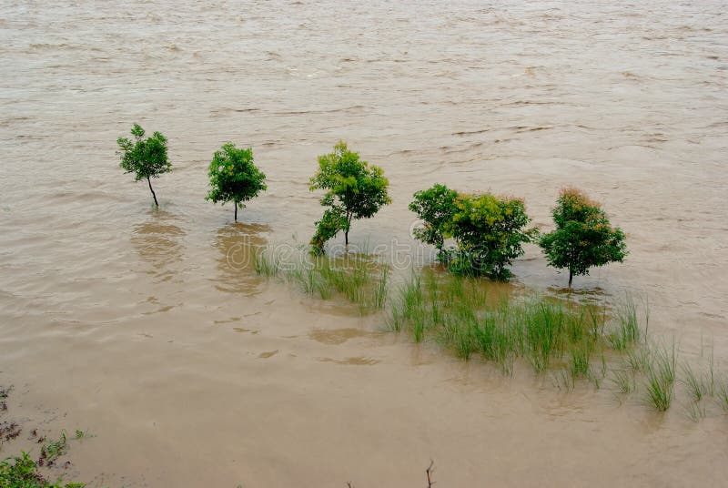 Grönt i översvämningen royaltyfri foto