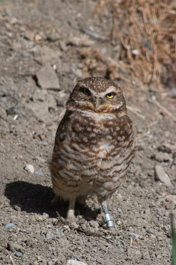 Gräva ugglan ( Athene cunicularia) är en liten lång lagd benen på ryggen uggla f arkivfoto Gräva ugglan ( Athene cunicularia) är en liten lång lagd benen på ryggen uggla f arkivfoto